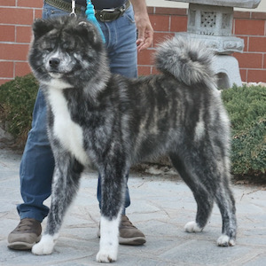 Tora Kyodai Go Di Casa Saporito